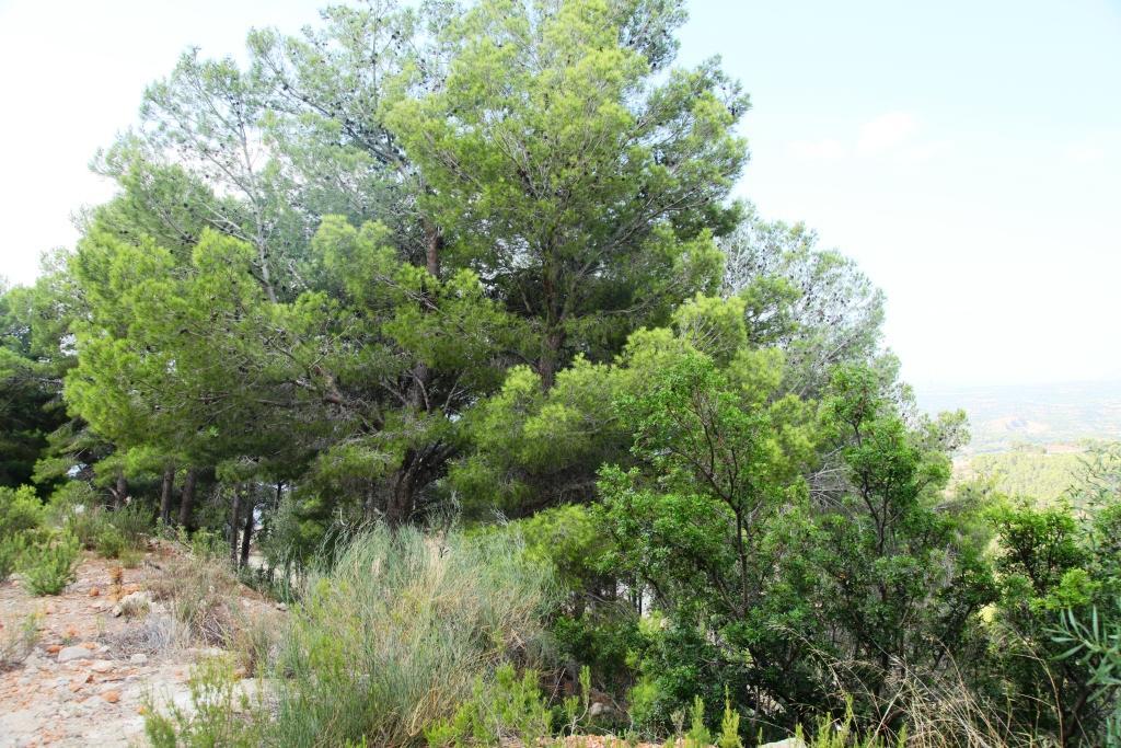 Grand terrain dans les collines d’Altea avec une vue incroyable sur la mer